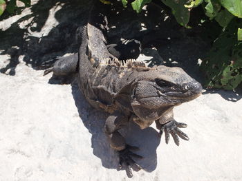 High angle view of lizard on rock