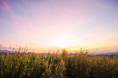 Plants growing on field against sky during sunset