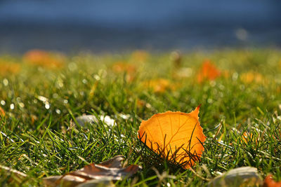 Close-up of leaves on field