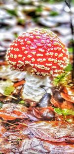 Close-up of fly agaric mushroom on field