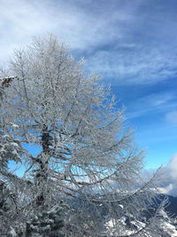 Low angle view of frozen tree against sky