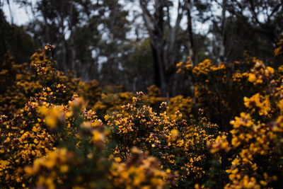 Close-up of yellow flowering plants on field