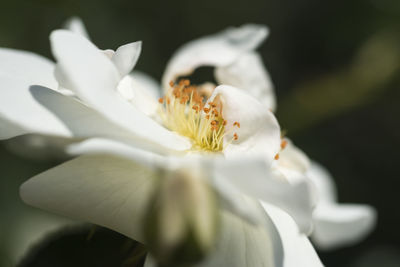 Close-up of white flowering plant