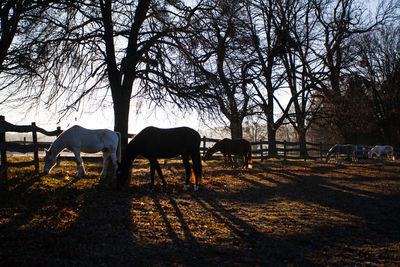 Horse grazing in a field