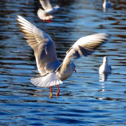 Bird flying over water