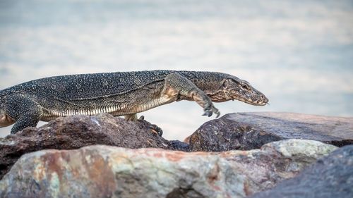 Close-up of lizard on rock