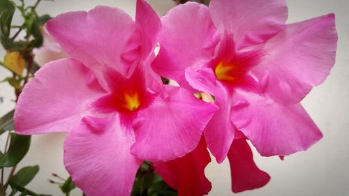 Close-up of pink flowers blooming outdoors