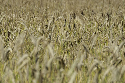 Full frame shot of wheat field