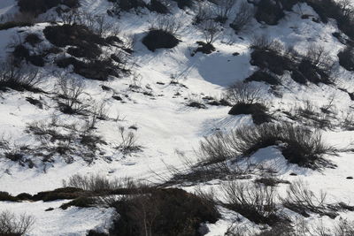 High angle view of snow covered land