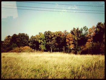 Scenic view of grassy field against sky