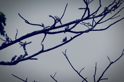 Low angle view of bird perching on bare tree against sky