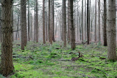 Trees in forest