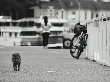 Cat on street in city