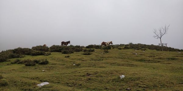 Cows grazing in a field