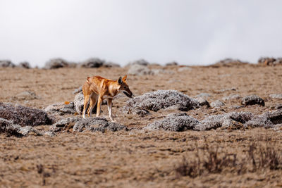 Side view of cats on ground