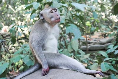 Monkey sitting on tree by plants