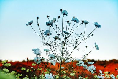 Close-up of plants against sky