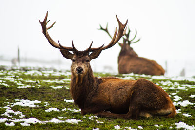 Close-up of deer sitting on field against sky
