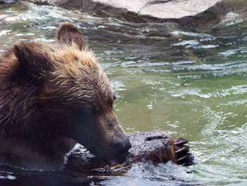 Grizzly bear in pond at zoo