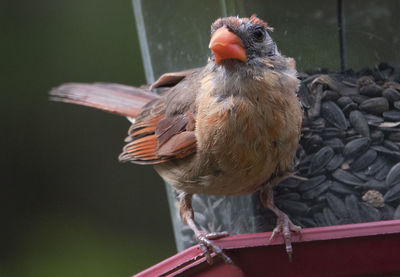 Close-up of bird perching on wood