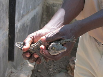 Hands holding a baby crocodile 