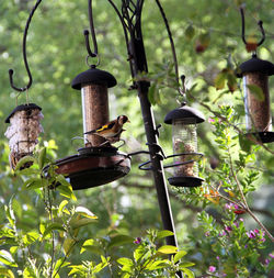 Low angle view of bird perching on feeder