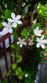 Close-up of white flowers blooming outdoors