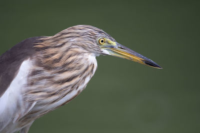 The head and body of the chinese pond heron bird. on a light green background