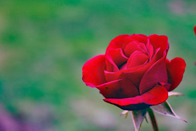 Close-up of red rose