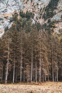 Pine trees in forest