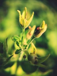 Close-up of flower buds on field