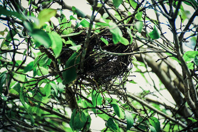 Low angle view of bird perching on tree