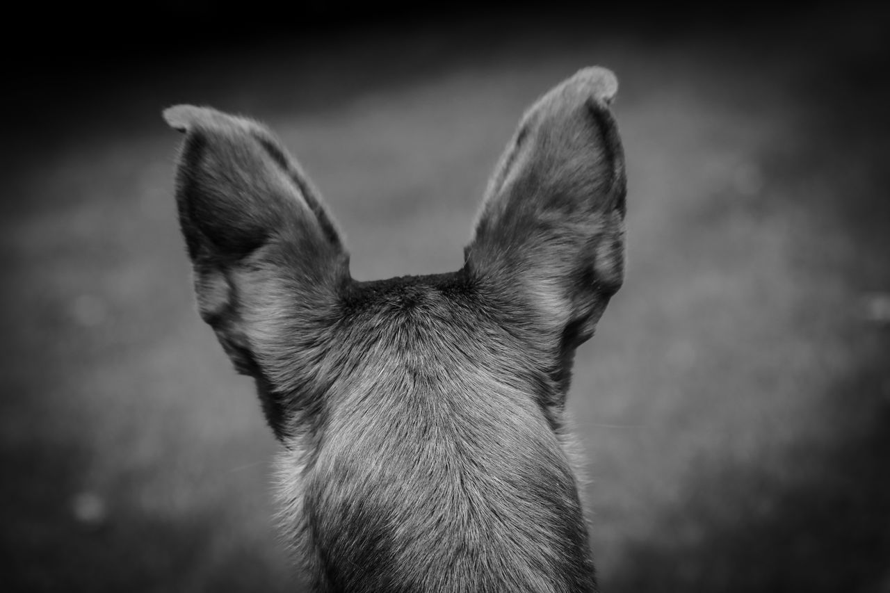 one animal, pets, animal themes, domestic animals, dog, mammal, animal head, no people, focus on foreground, close-up, day, outdoors, nature