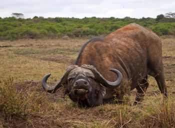 Portrait of elephant on grass