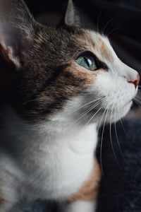 Close-up portrait of cat