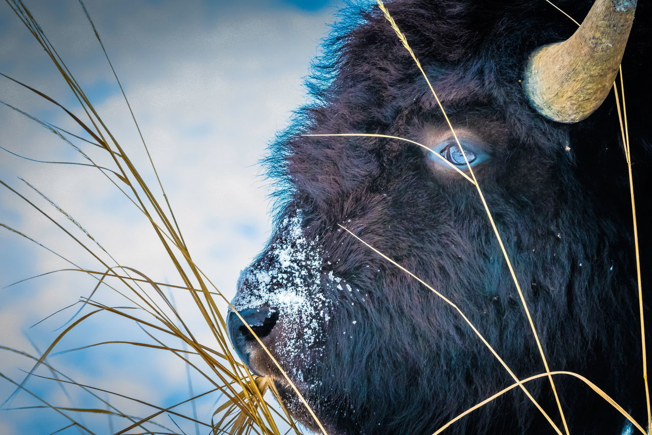 CLOSE-UP OF BLACK ANIMAL