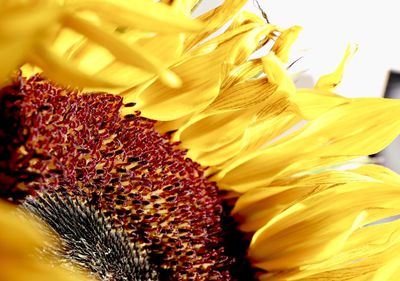 Close-up of sunflower on plant