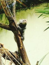 Monkey perching on tree