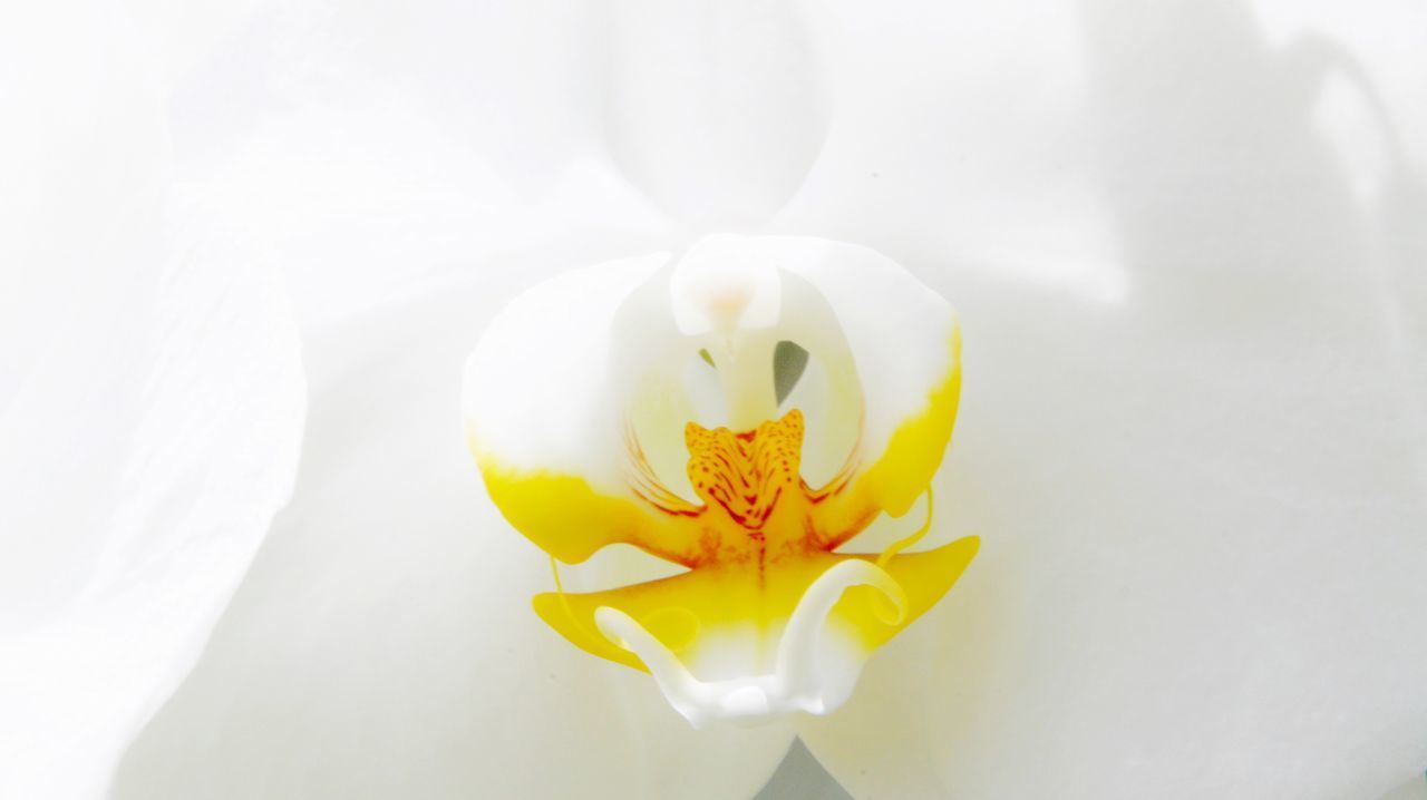 CLOSE-UP OF WHITE ROSE FLOWER OVER BLACK BACKGROUND