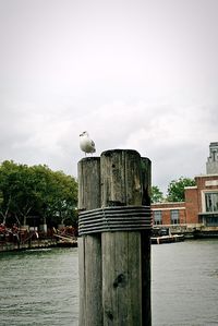 Seagull perching on railing