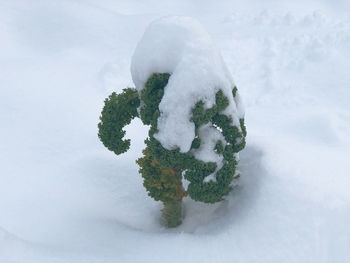 Close-up of snow covered plant on land