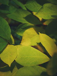 Close-up of green leaves