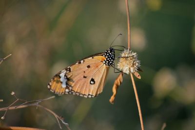 Close-up of butterfly perching on plant