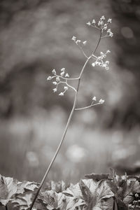 Close-up of flowers against blurred background