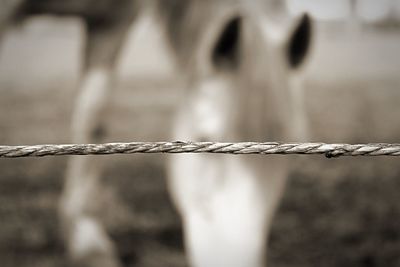 Close-up of barbed wire fence