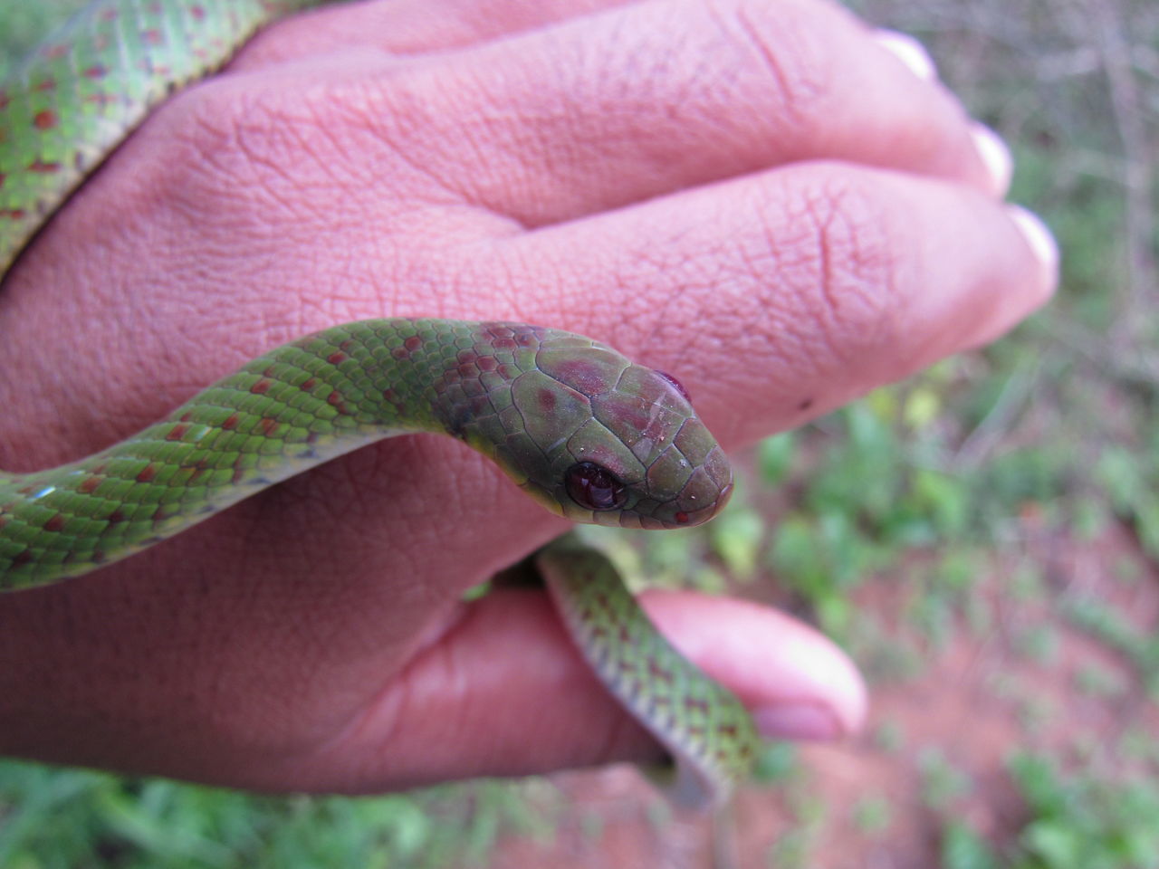 CLOSE-UP OF MAN HOLDING LEAF