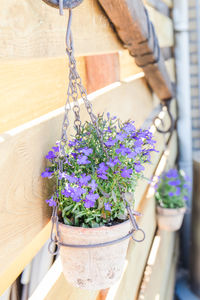 Close-up of potted plant hanging on wood