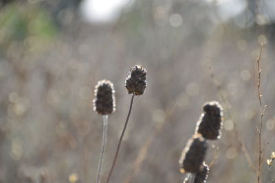 Close-up of wilted plant during winter