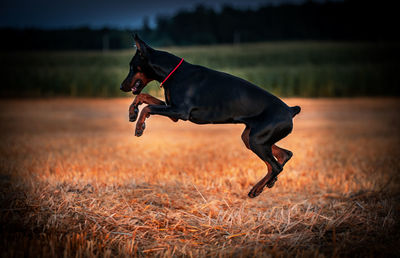 Side view of dog running on field