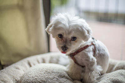 Close-up portrait of dog